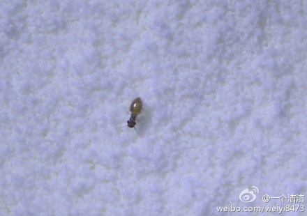 殺蟲(chóng)公司