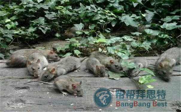 各場所鼠害問題滅鼠公司應(yīng)該如何處理