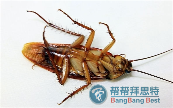 殺蟑螂公司蟑螂防治的注意事項(xiàng)