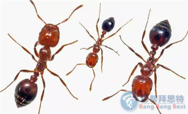 除蟲(chóng)公司科普關(guān)于紅火蟻的習(xí)性及危害
