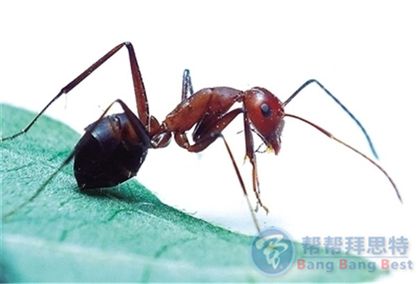 除蟲(chóng)公司科普關(guān)于紅火蟻的習(xí)性及危害