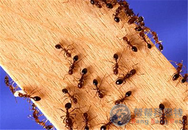 除蟲(chóng)公司科普關(guān)于紅火蟻的習(xí)性及危害