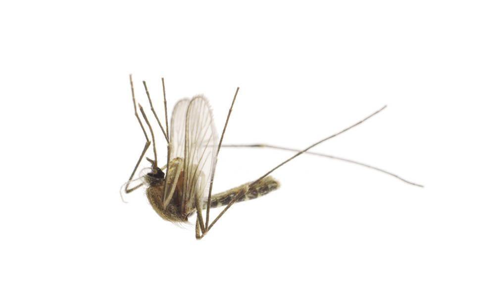 城鎮(zhèn)滅蚊策略
