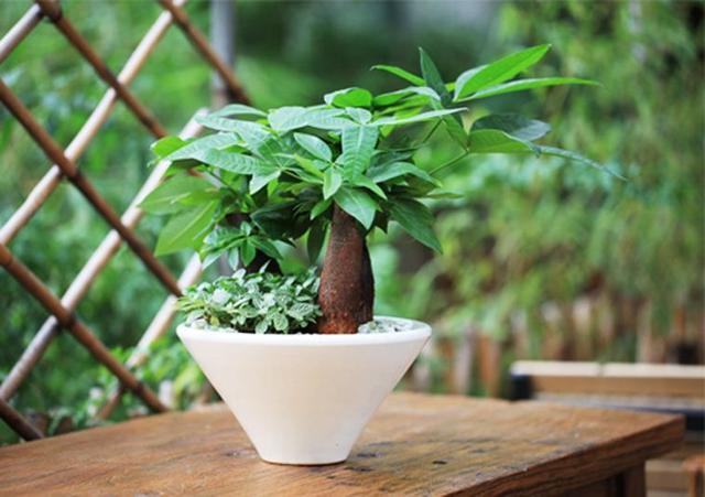家里面小飛蟲多？學會這幾點，再也不用擔心有小飛蟲啦