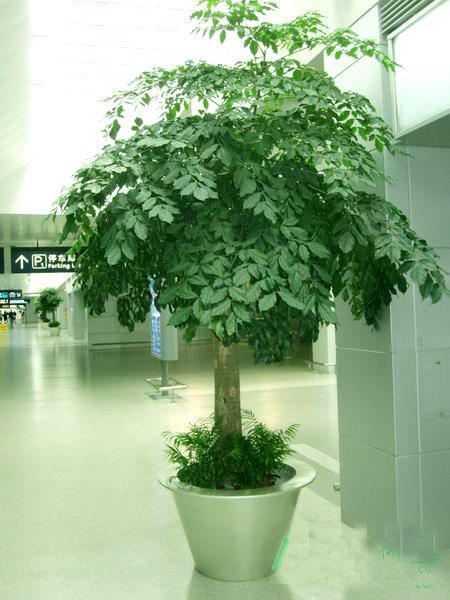 這幾盆花就是甲醛克星，新家快養(yǎng)幾盆，凈化空氣效果好