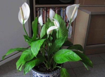 這幾盆花就是甲醛克星，新家快養(yǎng)幾盆，凈化空氣效果好