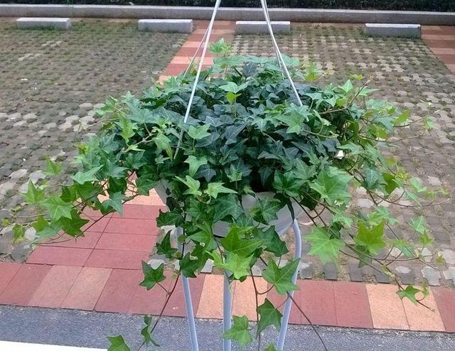 這幾盆花就是甲醛克星，新家快養(yǎng)幾盆，凈化空氣效果好