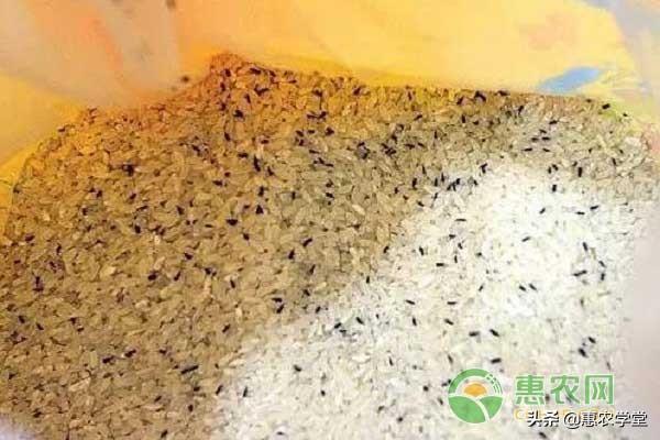 大米生蟲子處理小訣竅，大米生蟲子是什么原因？