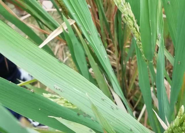 這種害蟲對水稻危害極大 最新研究發(fā)現(xiàn)它的災(zāi)變機(jī)制線索