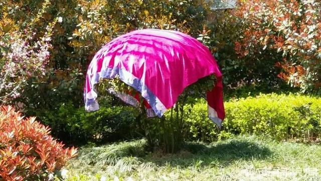 注意！冬天它最喜歡往你曬的被子衣服里鉆！不少人已中招