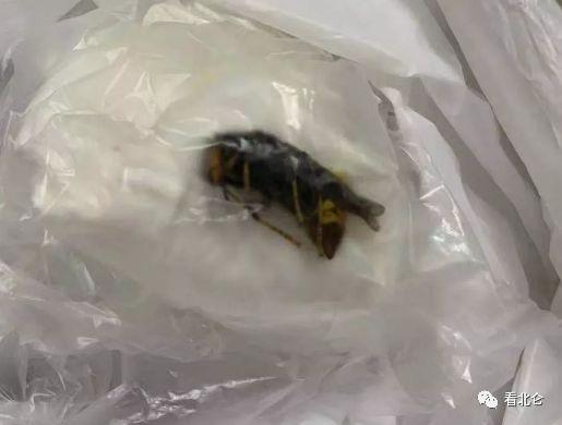 注意！冬天它最喜歡往你曬的被子衣服里鉆！不少人已中招