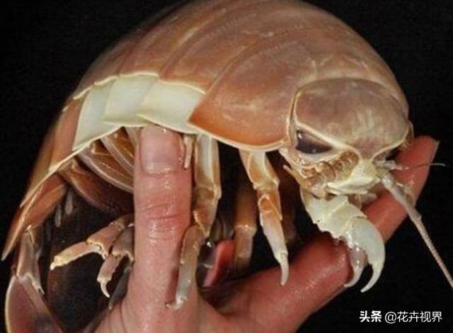 《盜墓筆記》中的尸蟞，到底是什么蟲子？世界上真的存在嗎？
