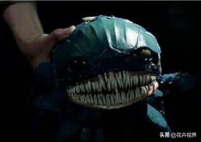《盜墓筆記》中的尸蟞，到底是什么蟲子？世界上真的存在嗎？