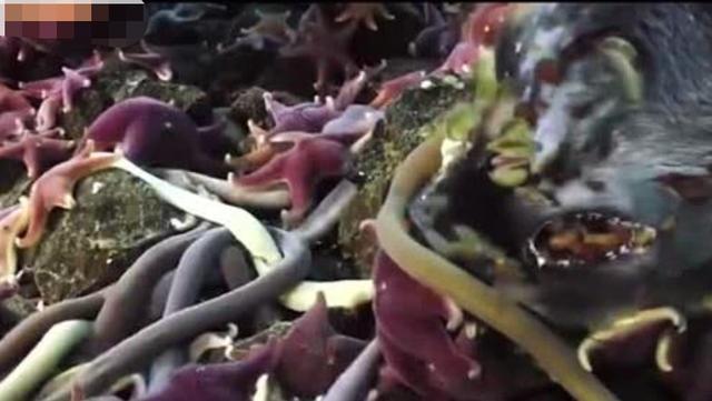 南極海底的巨蟲，愛吃腐爛食物，身體柔軟壽命極長
