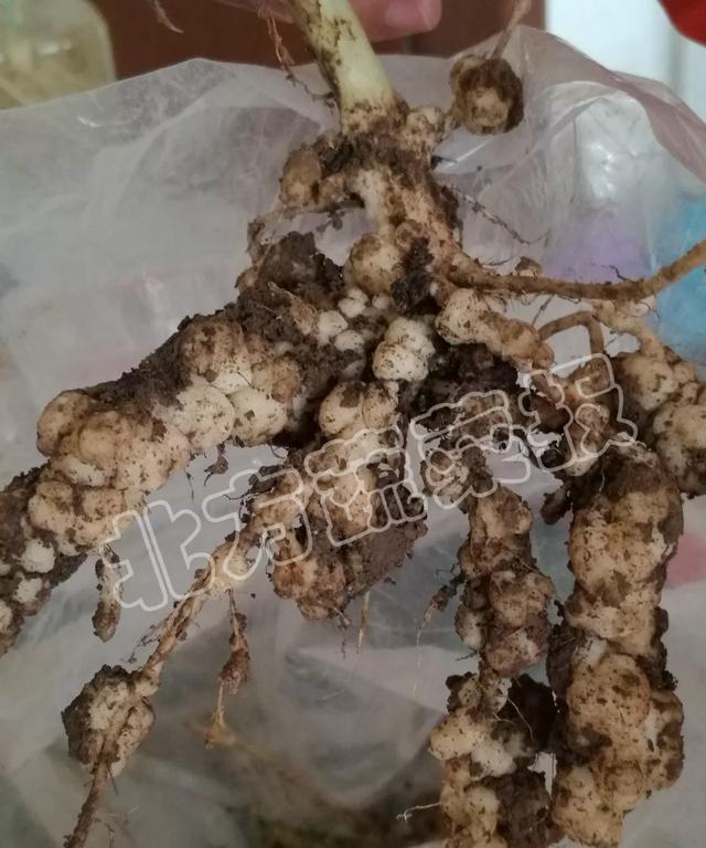 棚內(nèi)的線蟲竟然是這種……千萬別防錯(cuò)了