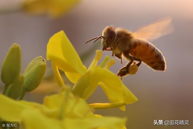 只見蜂生不見蜂死，就忘了蜜蜂也是有壽命的嗎？