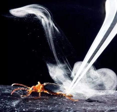 大自然中唯一一種能夠混合化學(xué)物質(zhì)導(dǎo)致爆炸的昆蟲(chóng)，噴一下痛死人