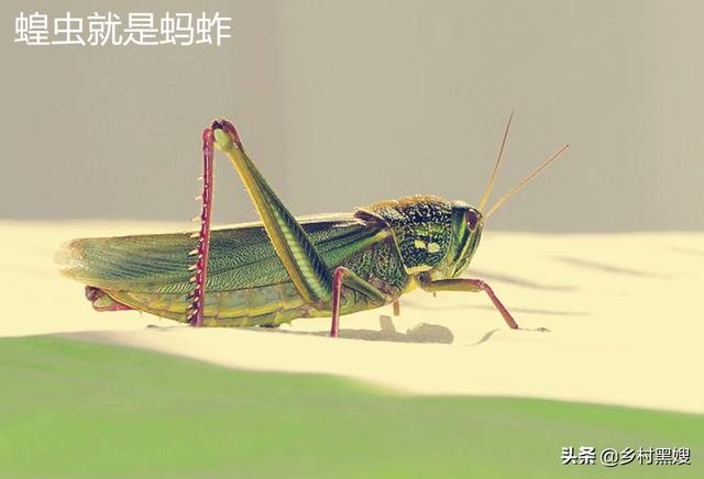 蝗蟲有多可怕？古人怎么應(yīng)對蝗災(zāi)？