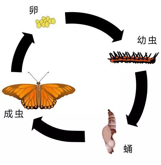 什么是昆蟲？六只腿、復(fù)眼、一對觸角...