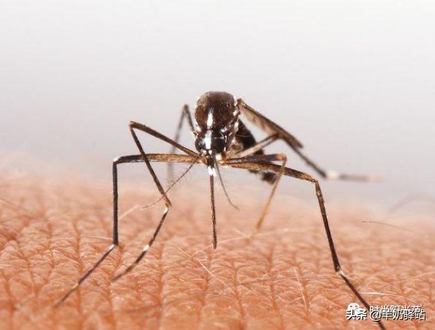 家里蚊子多怎么辦？教你放盆水，不到3毛錢蚊子全都“死翹翹”