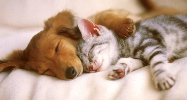 所有動物都需要睡眠嗎，那些低等動物是否也要“睡覺”嗎？