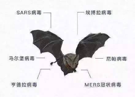 幫幫科普：蝙蝠為什么這么“毒”，自己卻沒事？