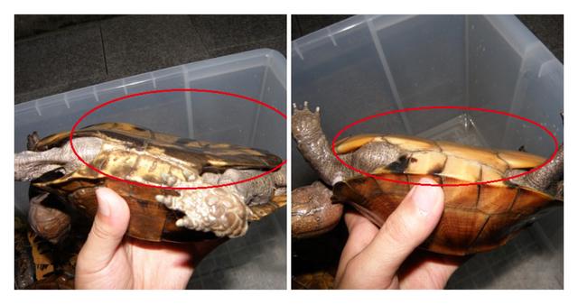 安能辨我是雌雄？不好意思，老天決定不了我的性別！
