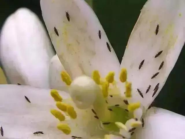 幫幫每周一蟲(chóng)｜薊馬，是什么馬？