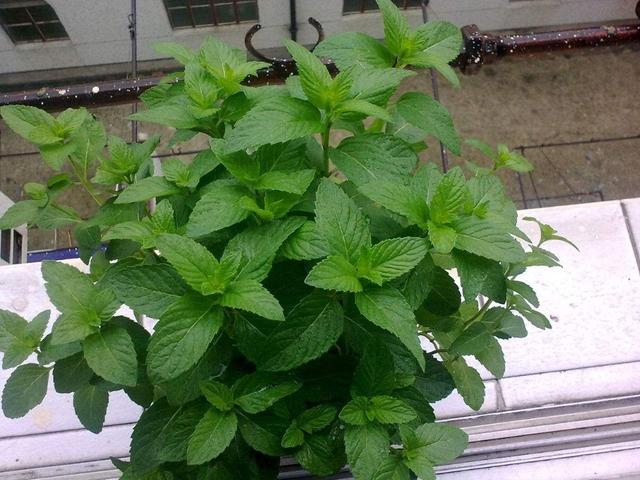 在家養(yǎng)這幾種植物，讓空氣變得清新自然