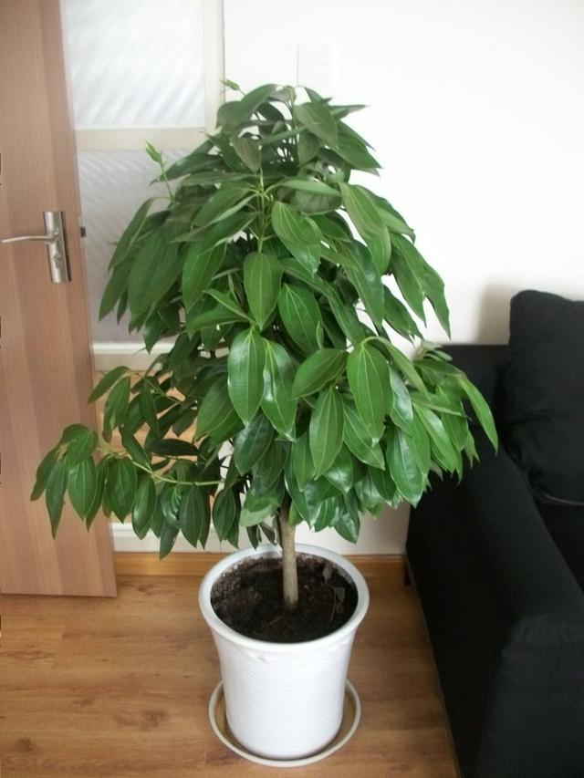 在家養(yǎng)這幾種植物，讓空氣變得清新自然