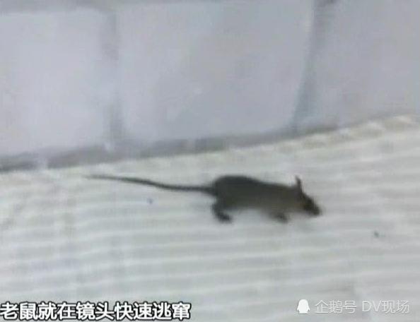 三個月沒住的宿舍變成“鼠舍”，怎么辦？