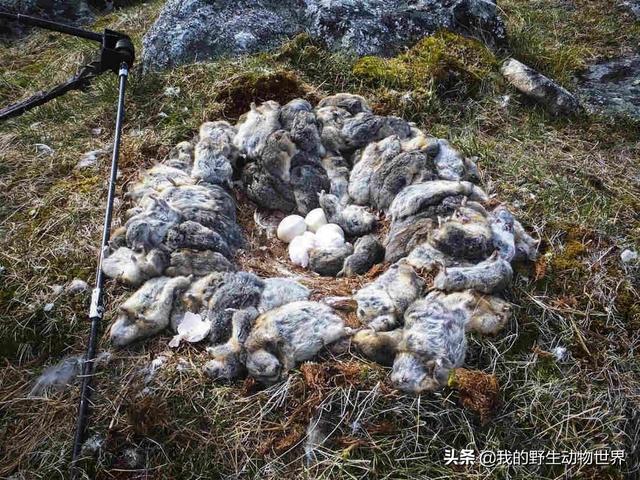 我國罕見的猛禽，一年吃掉老鼠1700只，用鼠類尸體堆成巢穴