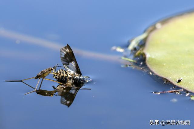 辟謠：小時候經(jīng)常在水面上見到的這種蟲子是蜘蛛嗎？不，它叫水黽