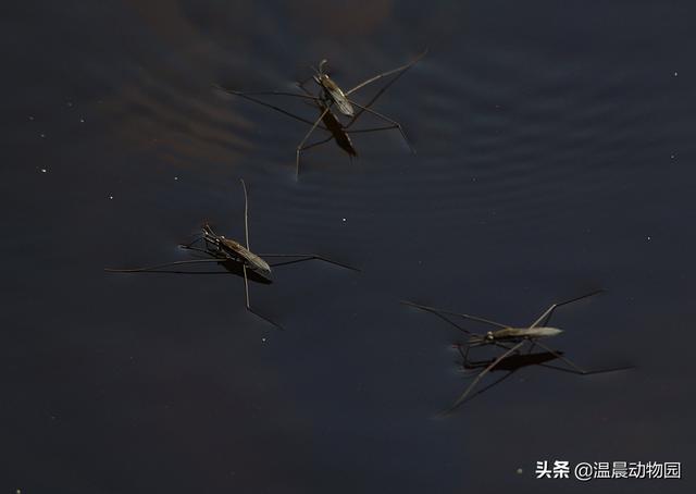 辟謠：小時候經(jīng)常在水面上見到的這種蟲子是蜘蛛嗎？不，它叫水黽