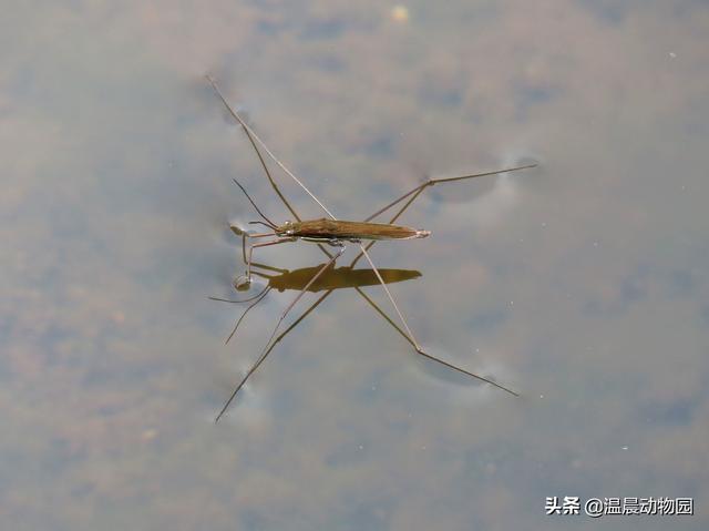 辟謠：小時候經(jīng)常在水面上見到的這種蟲子是蜘蛛嗎？不，它叫水黽
