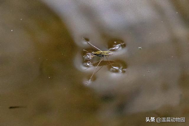 辟謠：小時候經(jīng)常在水面上見到的這種蟲子是蜘蛛嗎？不，它叫水黽