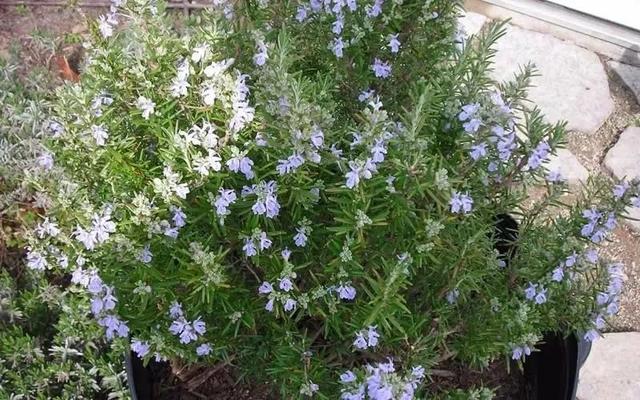 這些可以驅(qū)趕害蟲的植物很適合種家里，絲毫不孫色于觀花植物