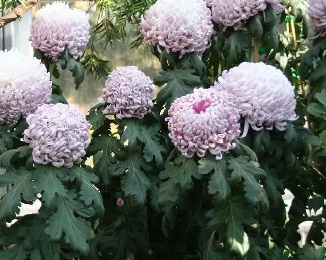 這些可以驅(qū)趕害蟲的植物很適合種家里，絲毫不孫色于觀花植物