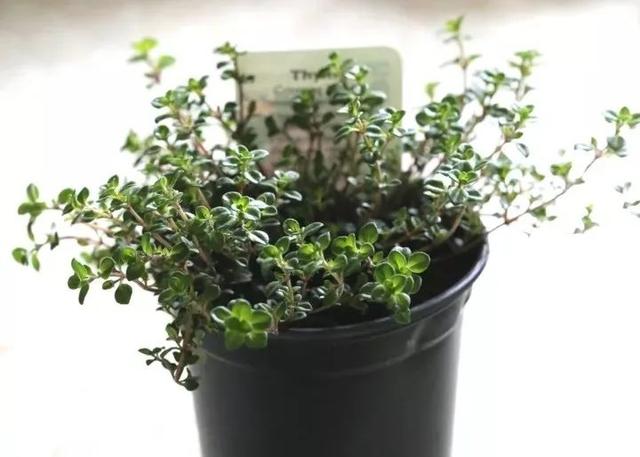 這些可以驅(qū)趕害蟲的植物很適合種家里，絲毫不孫色于觀花植物
