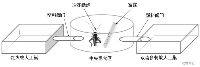 無敵的紅火蟻誰能阻擋？這種黑螞蟻或有希望