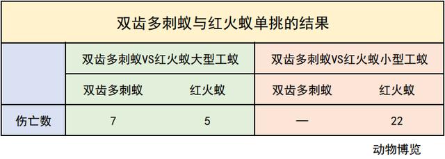 無敵的紅火蟻誰能阻擋？這種黑螞蟻或有希望