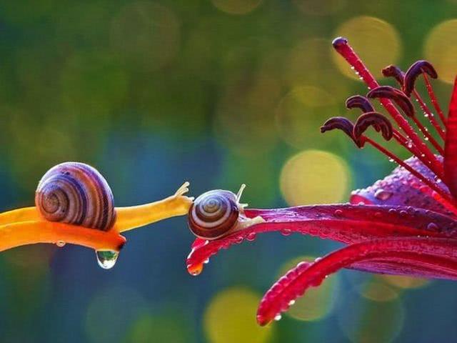 地球上最常見的軟體動物，適應(yīng)性極強，有相當(dāng)重要的科學(xué)價值！