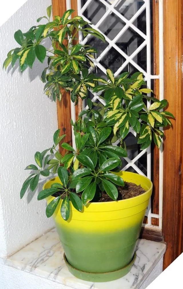 預(yù)防植物感染蟲(chóng)害要掌握幾個(gè)技巧，否則容易感染這8種常見(jiàn)害蟲(chóng)