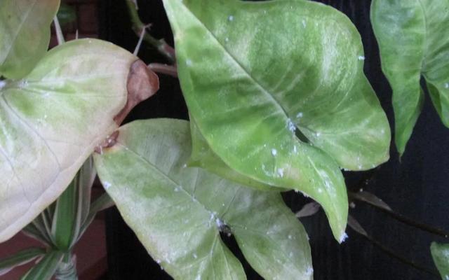 預(yù)防植物感染蟲(chóng)害要掌握幾個(gè)技巧，否則容易感染這8種常見(jiàn)害蟲(chóng)