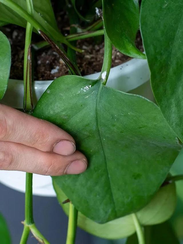 預(yù)防植物感染蟲(chóng)害要掌握幾個(gè)技巧，否則容易感染這8種常見(jiàn)害蟲(chóng)