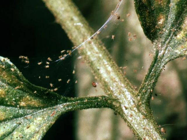 預(yù)防植物感染蟲(chóng)害要掌握幾個(gè)技巧，否則容易感染這8種常見(jiàn)害蟲(chóng)