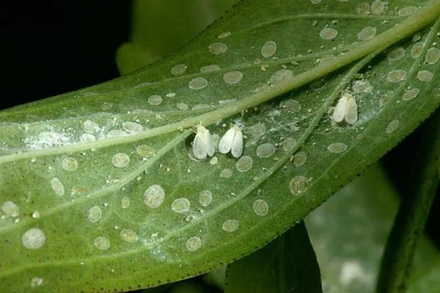 預(yù)防植物感染蟲(chóng)害要掌握幾個(gè)技巧，否則容易感染這8種常見(jiàn)害蟲(chóng)