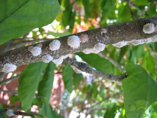 預(yù)防植物感染蟲(chóng)害要掌握幾個(gè)技巧，否則容易感染這8種常見(jiàn)害蟲(chóng)