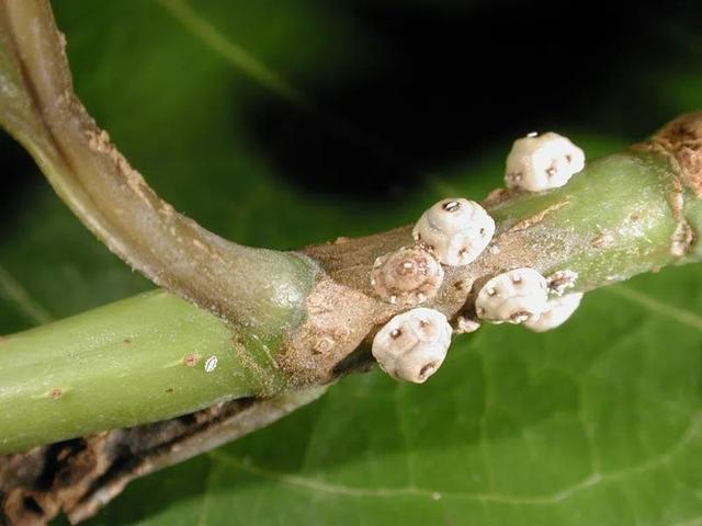 預(yù)防植物感染蟲(chóng)害要掌握幾個(gè)技巧，否則容易感染這8種常見(jiàn)害蟲(chóng)
