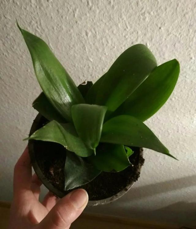 預(yù)防植物感染蟲(chóng)害要掌握幾個(gè)技巧，否則容易感染這8種常見(jiàn)害蟲(chóng)
